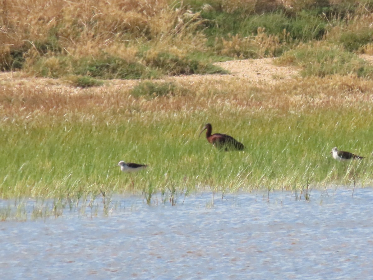 Glossy Ibis - ML620498280