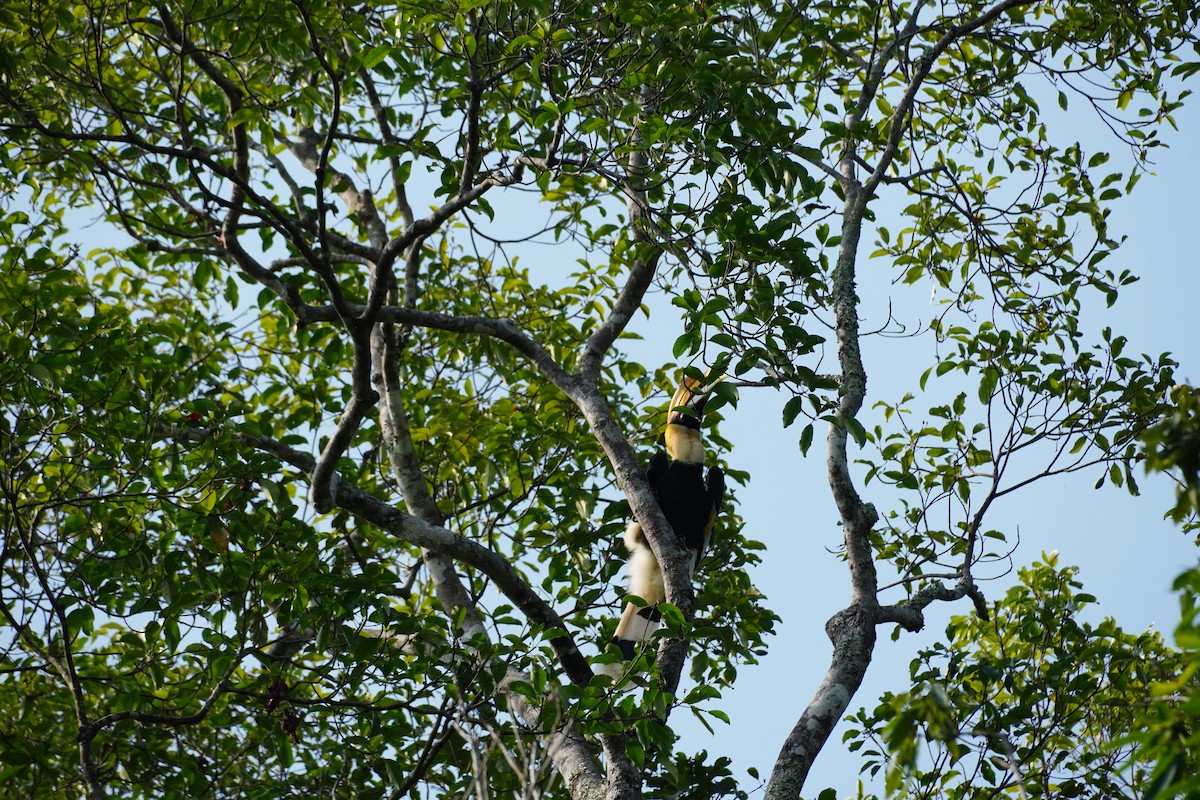 Great Hornbill - ML620498281