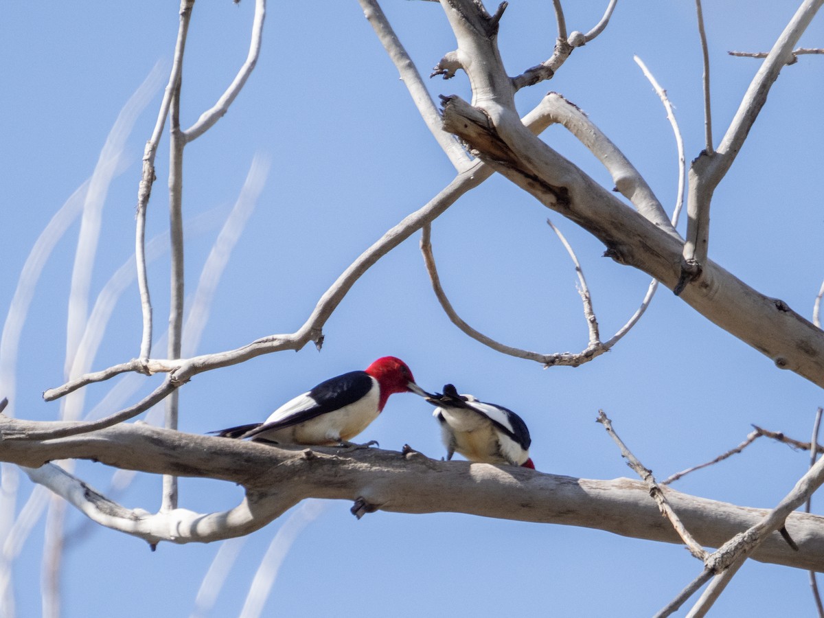 Red-headed Woodpecker - ML620498284