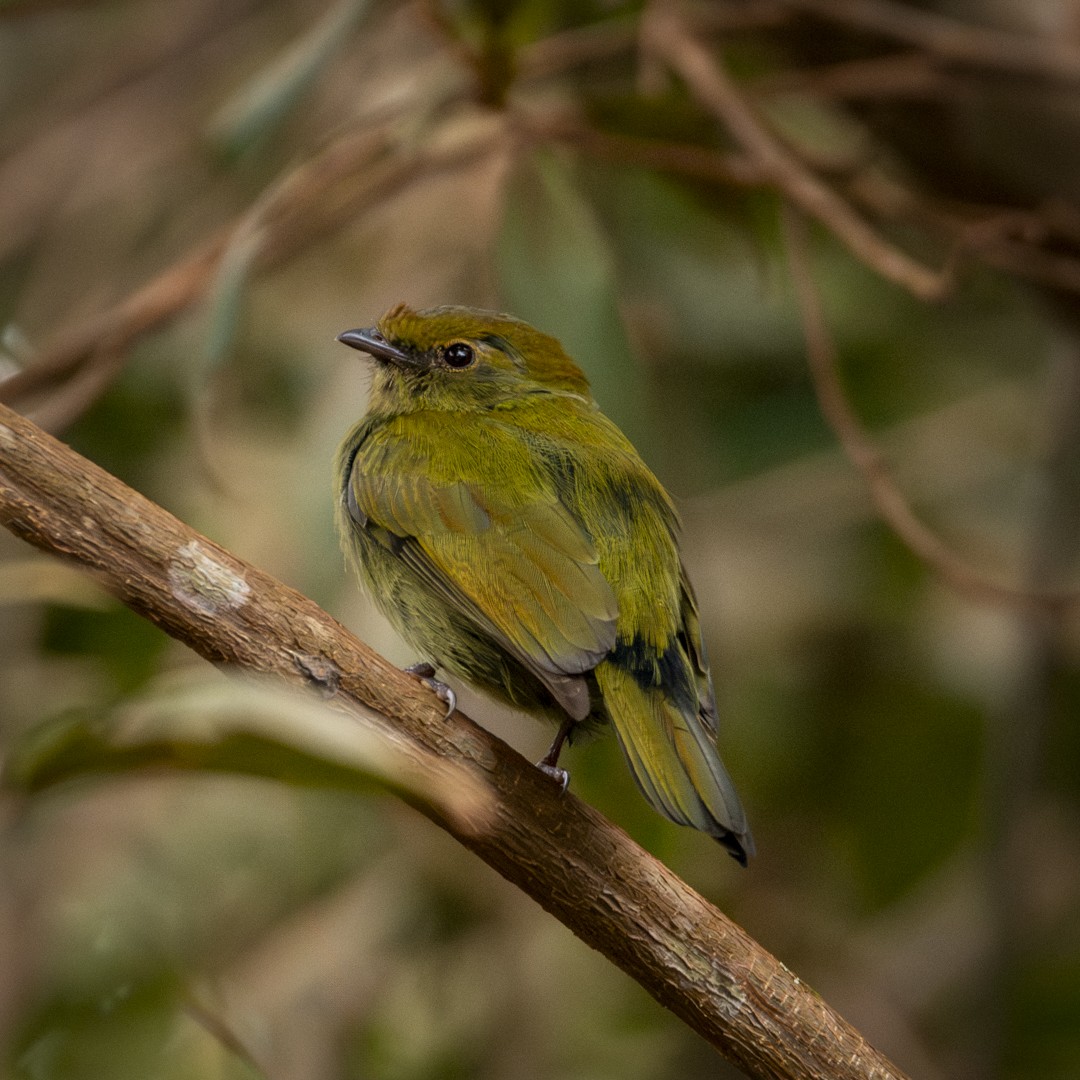 Manakin à ventre blanc - ML620498285