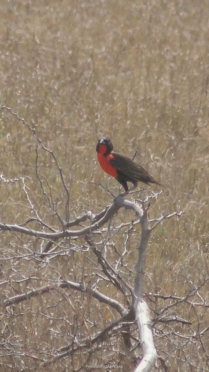 Red-breasted Meadowlark - ML620498294