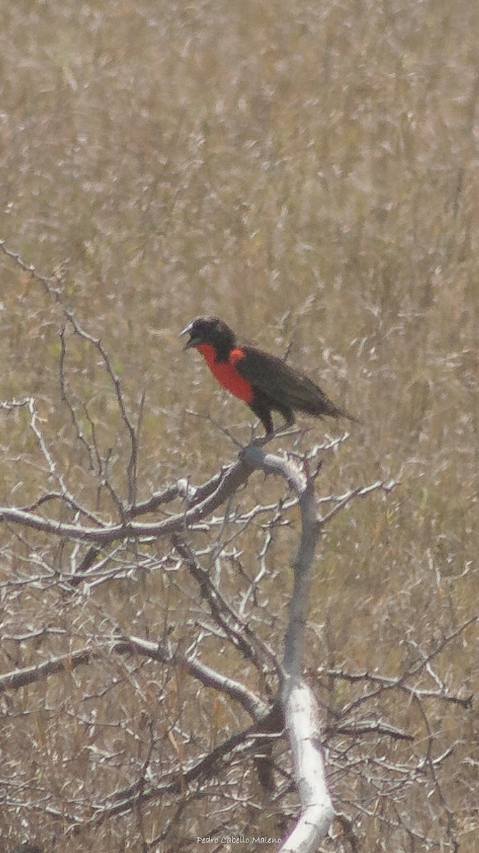 Red-breasted Meadowlark - ML620498295