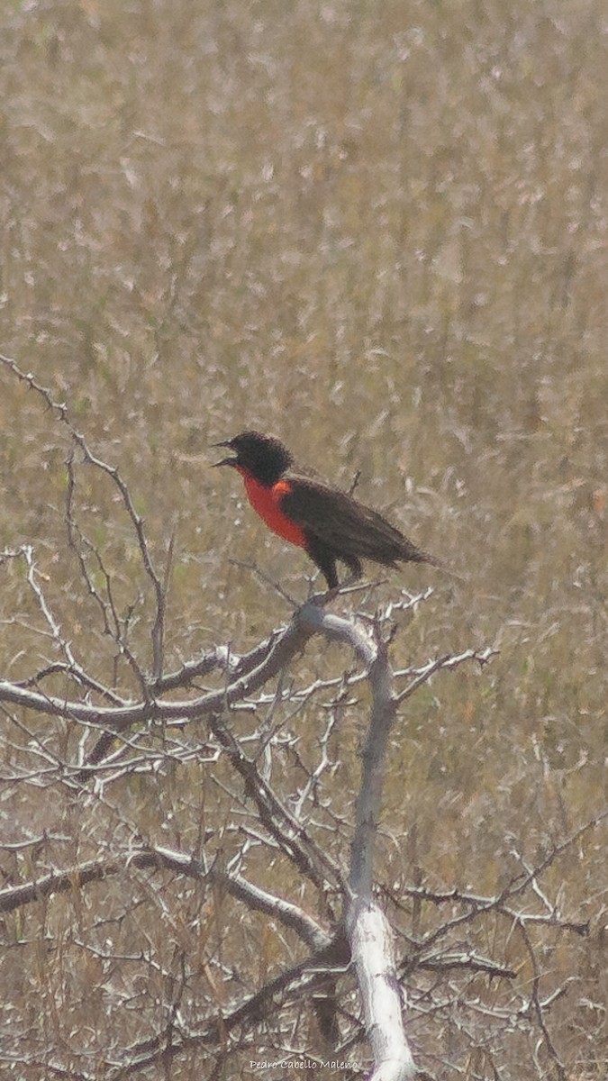Red-breasted Meadowlark - ML620498296