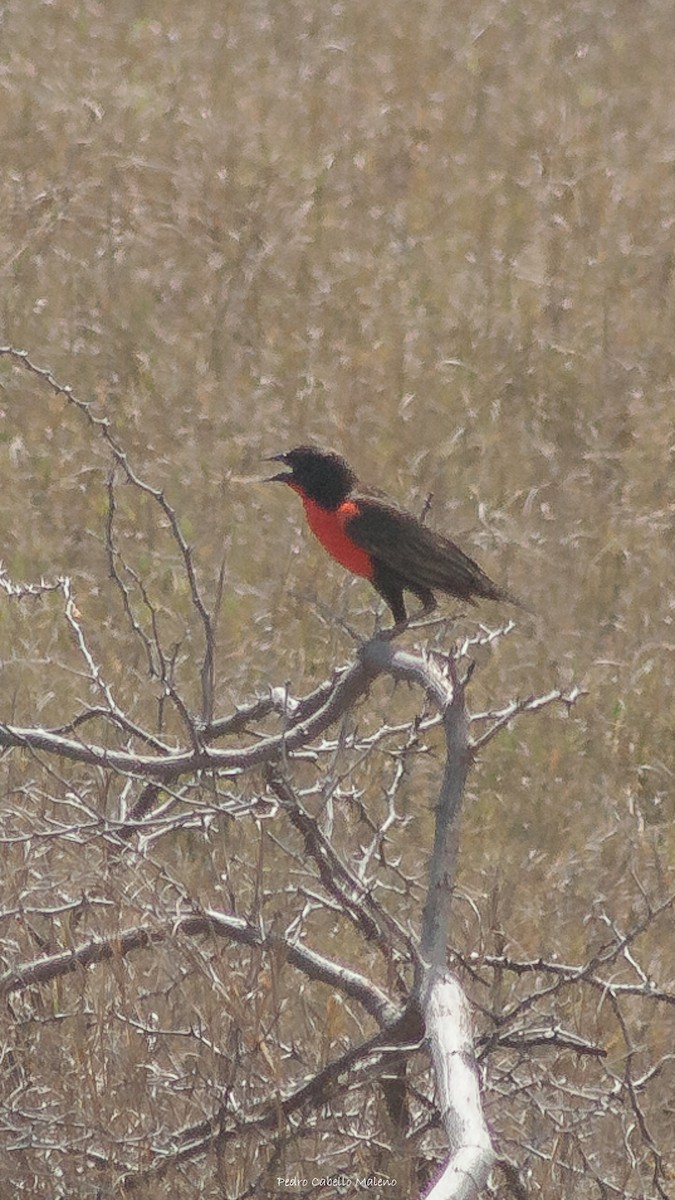 Red-breasted Meadowlark - ML620498297