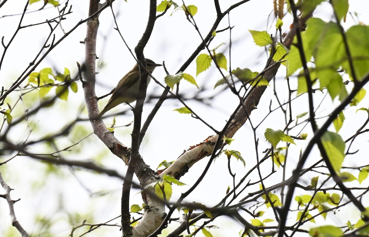 rødøyevireo - ML620498300