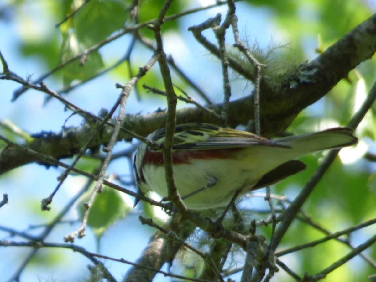 Chestnut-sided Warbler - ML620498304