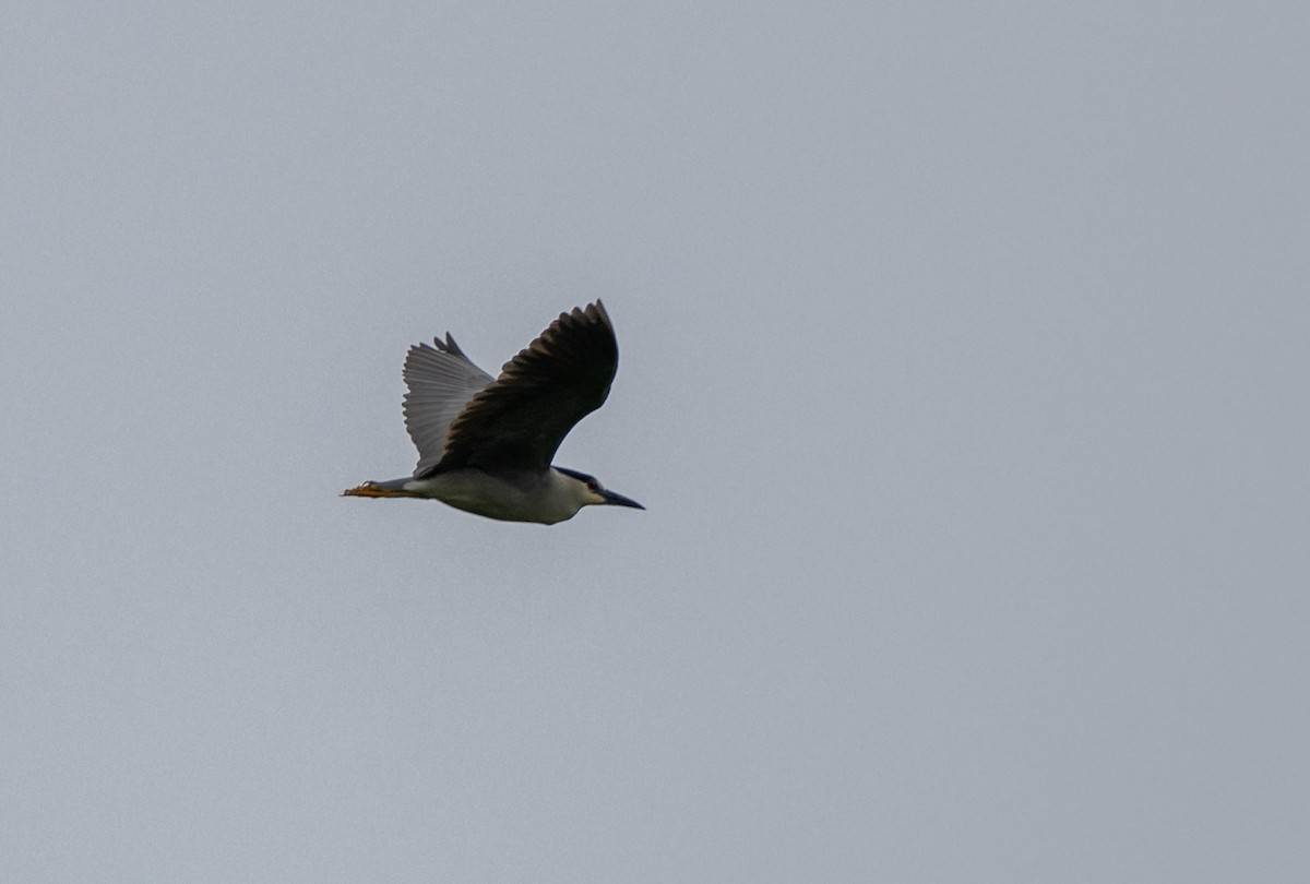 Black-crowned Night Heron - ML620498312