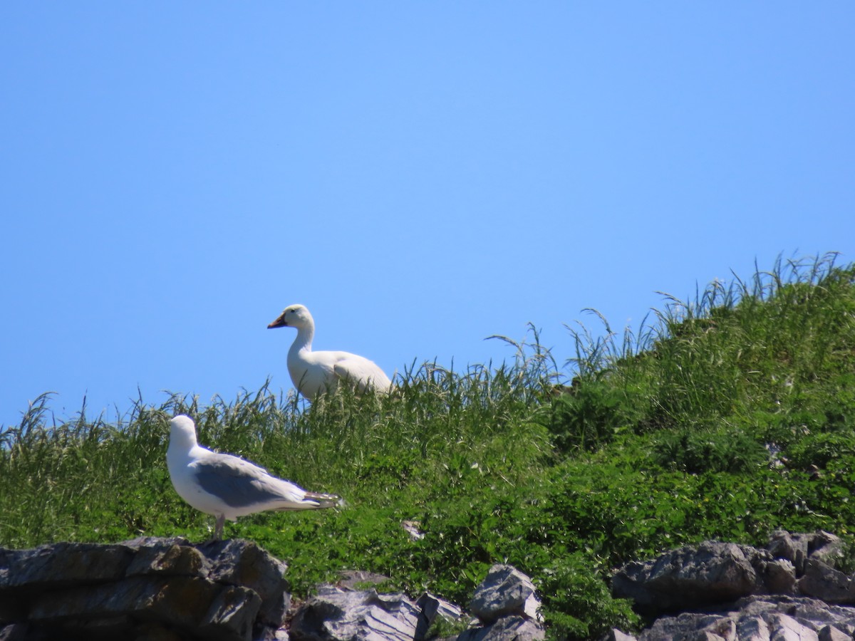 Snow Goose - ML620498314