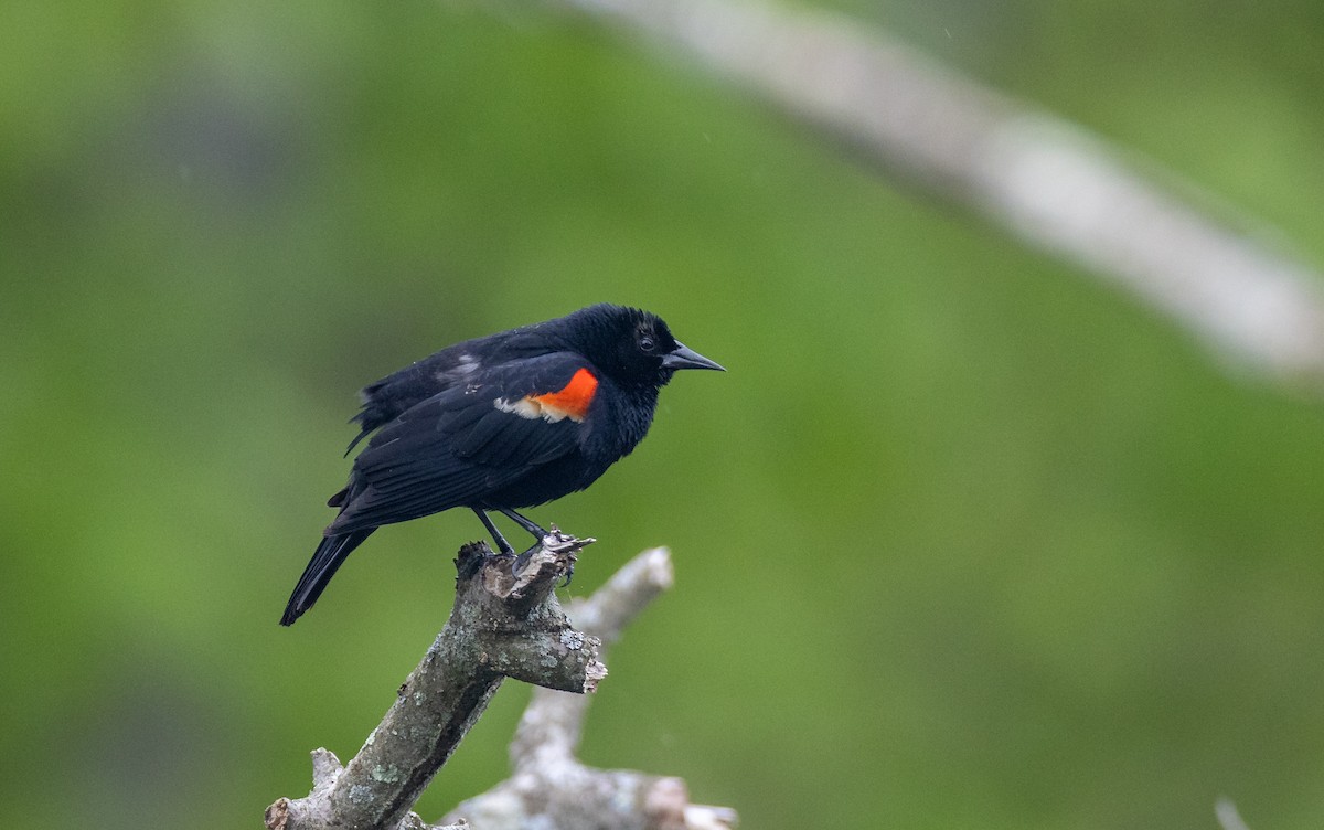 Red-winged Blackbird - ML620498317