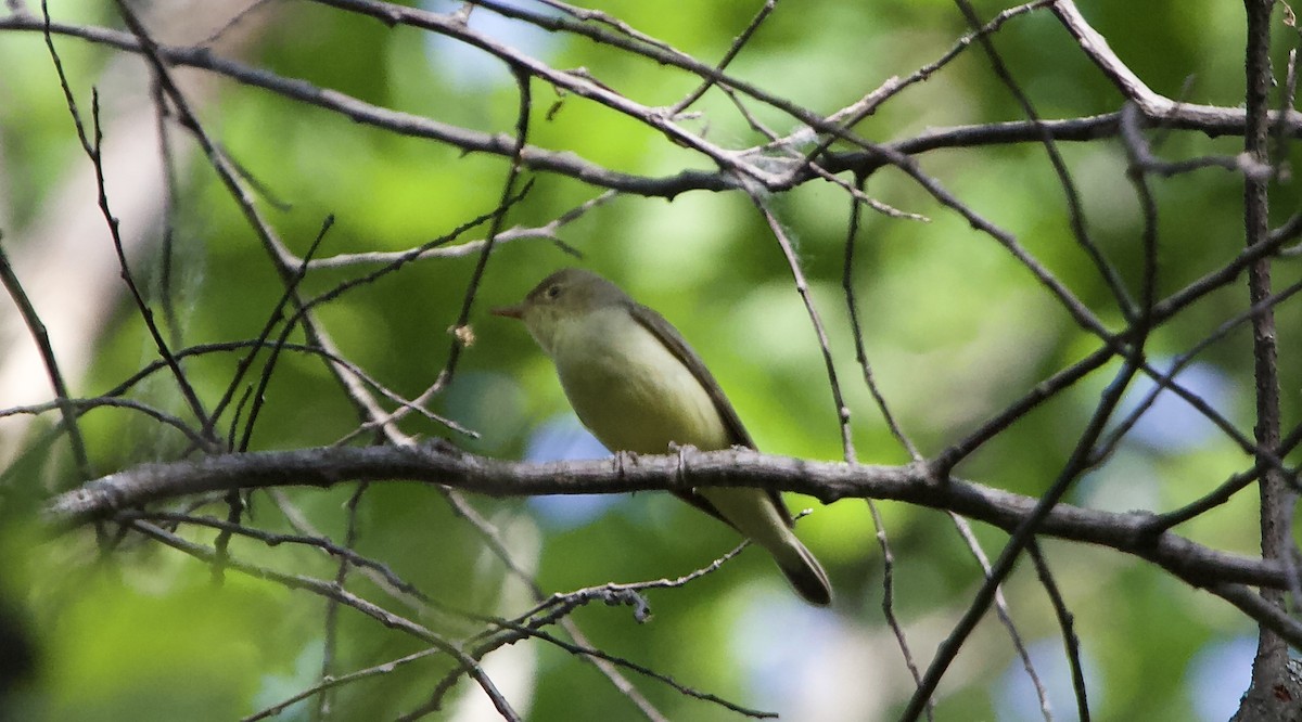 Icterine Warbler - ML620498318