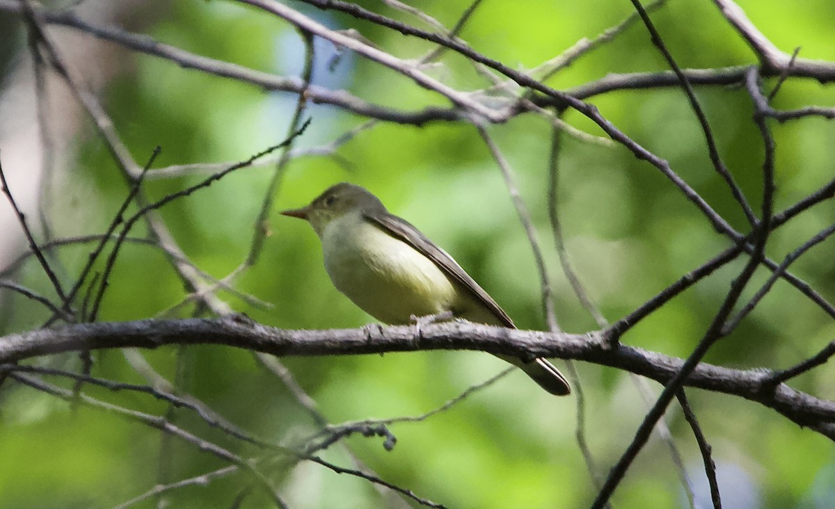 Icterine Warbler - Elena Popova