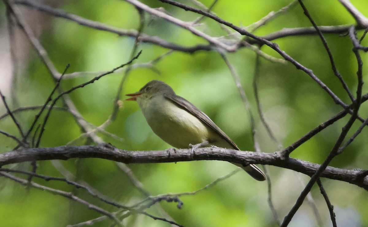 Icterine Warbler - ML620498320