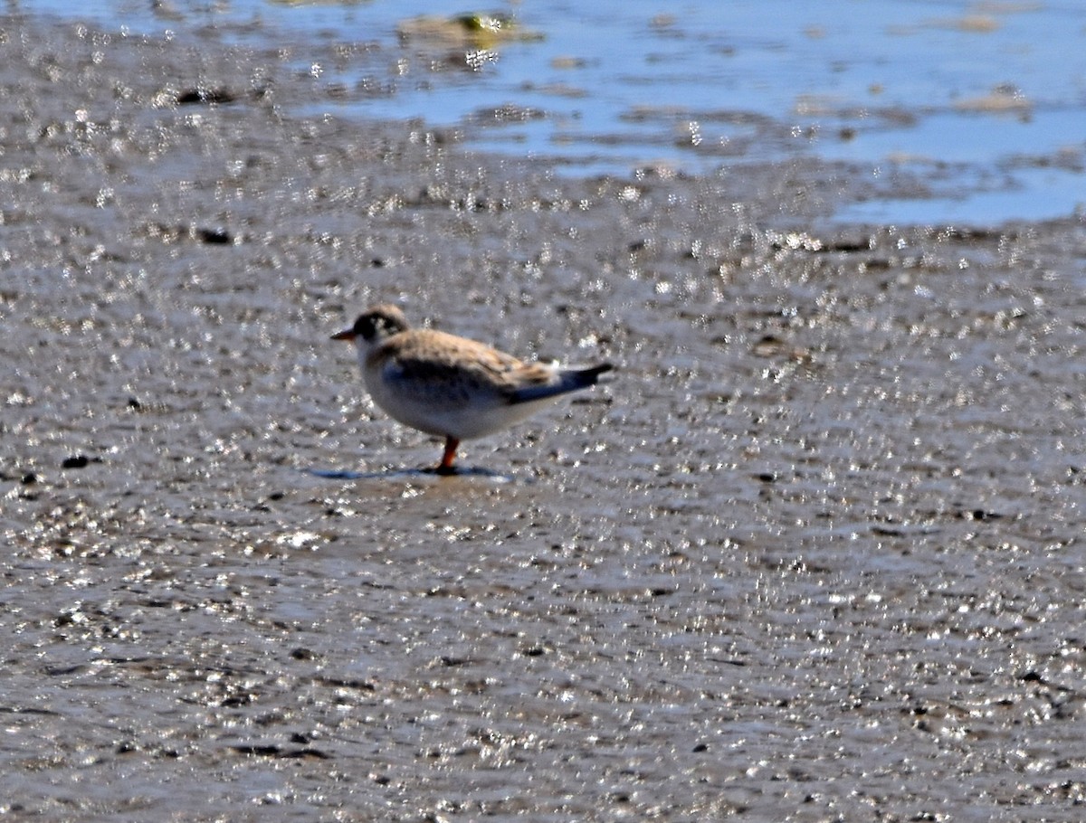 Little Tern - ML620498324