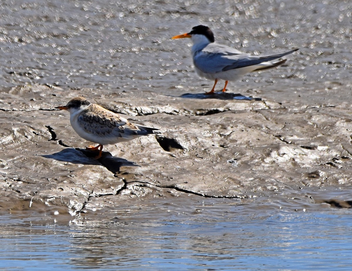 Little Tern - ML620498326