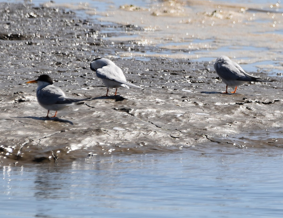 Little Tern - ML620498327