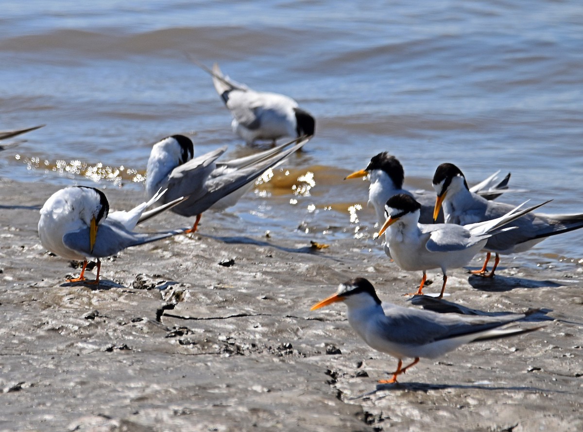 Little Tern - ML620498329