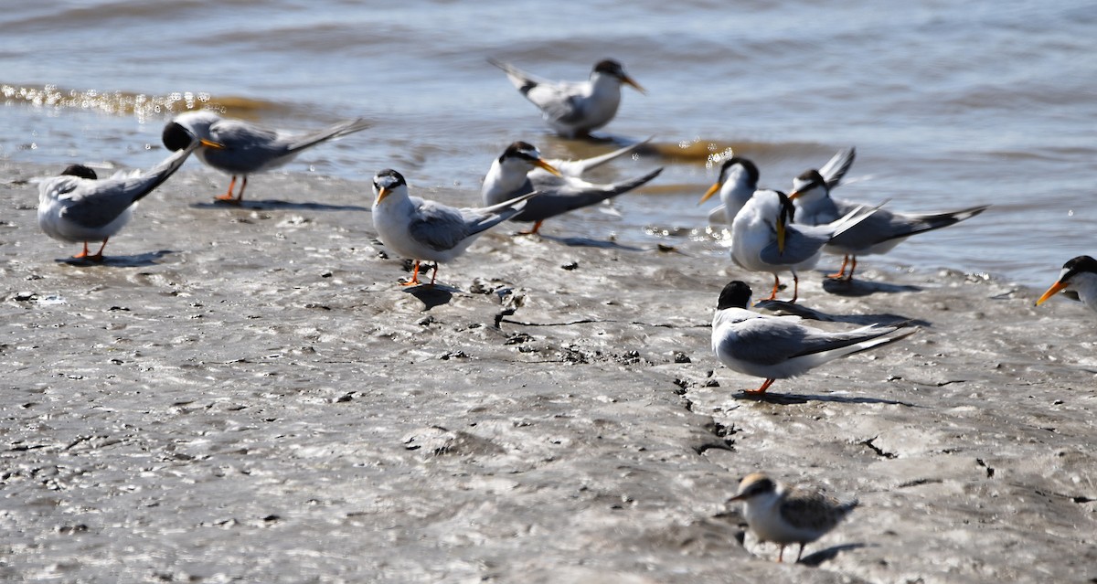 Little Tern - ML620498334