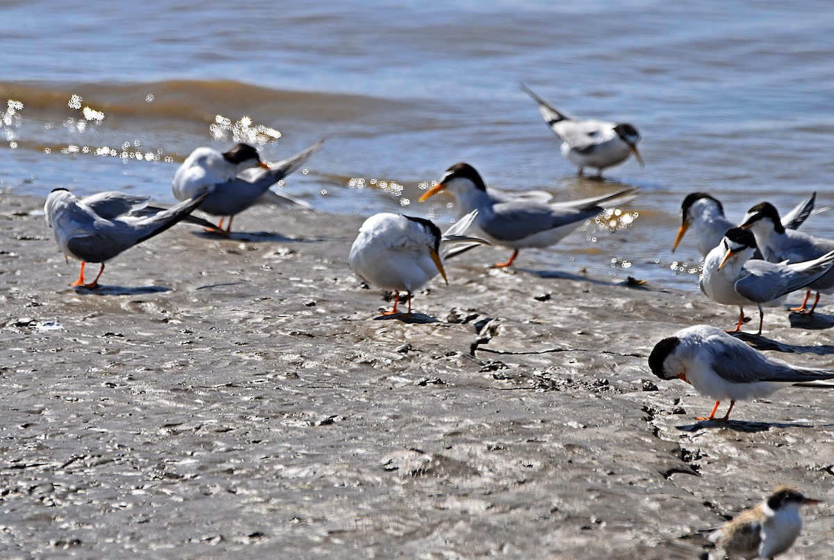 Little Tern - ML620498335