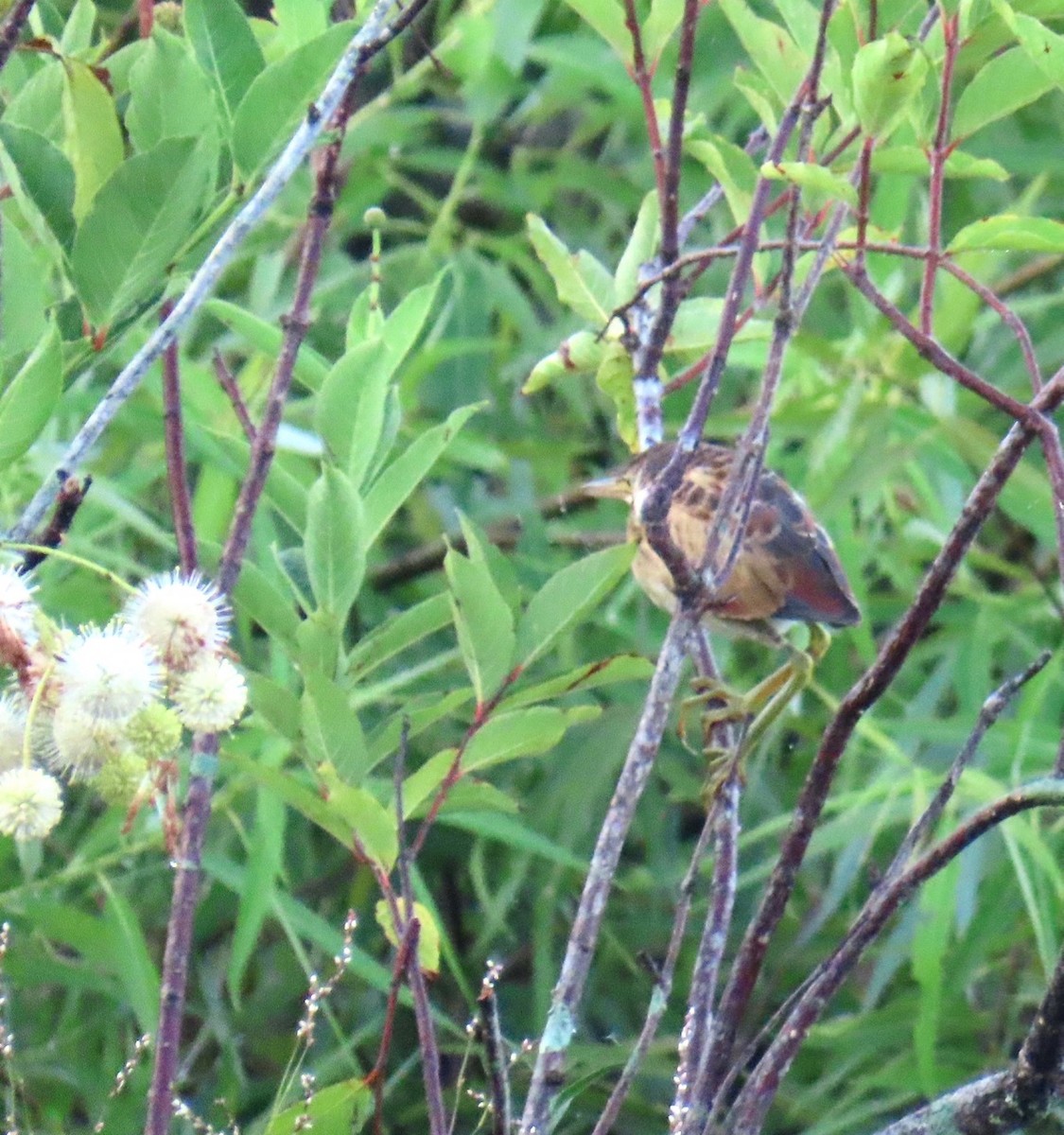 Least Bittern - alice horst