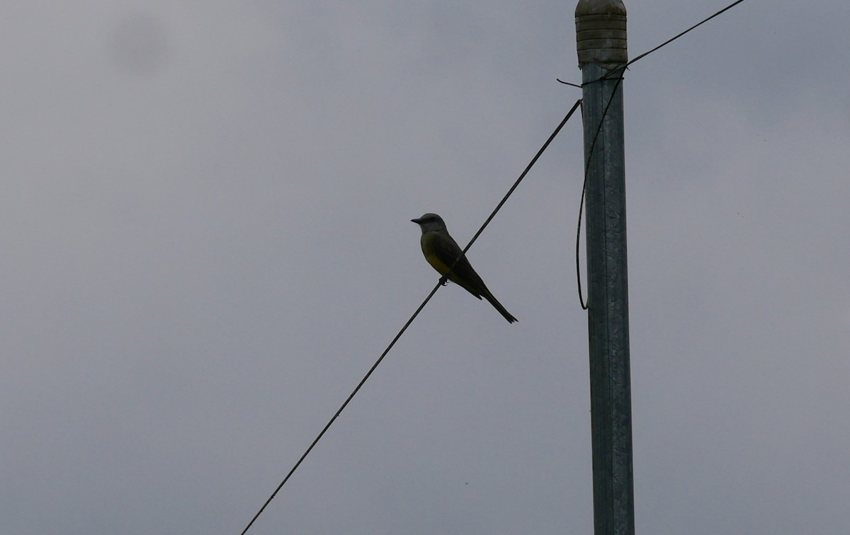 Tropical Kingbird - ML620498344