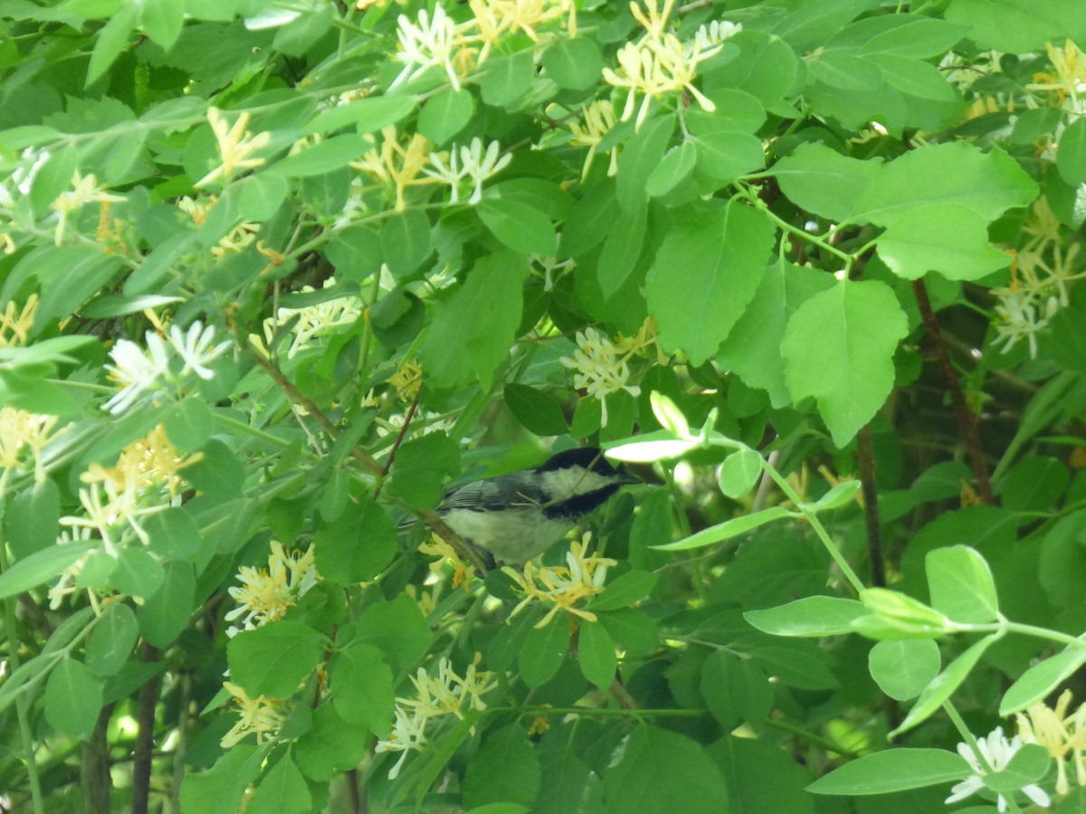 Black-capped Chickadee - ML620498346