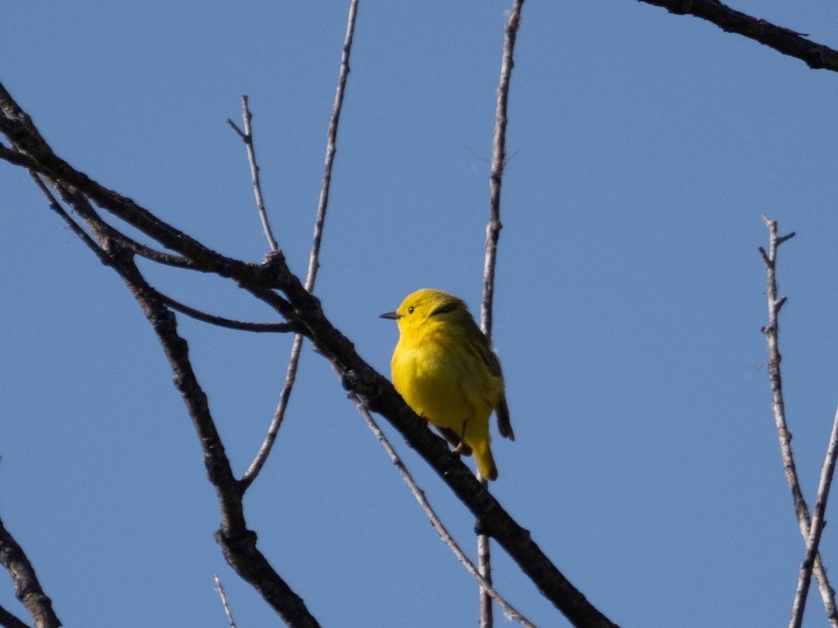 Paruline jaune - ML620498348