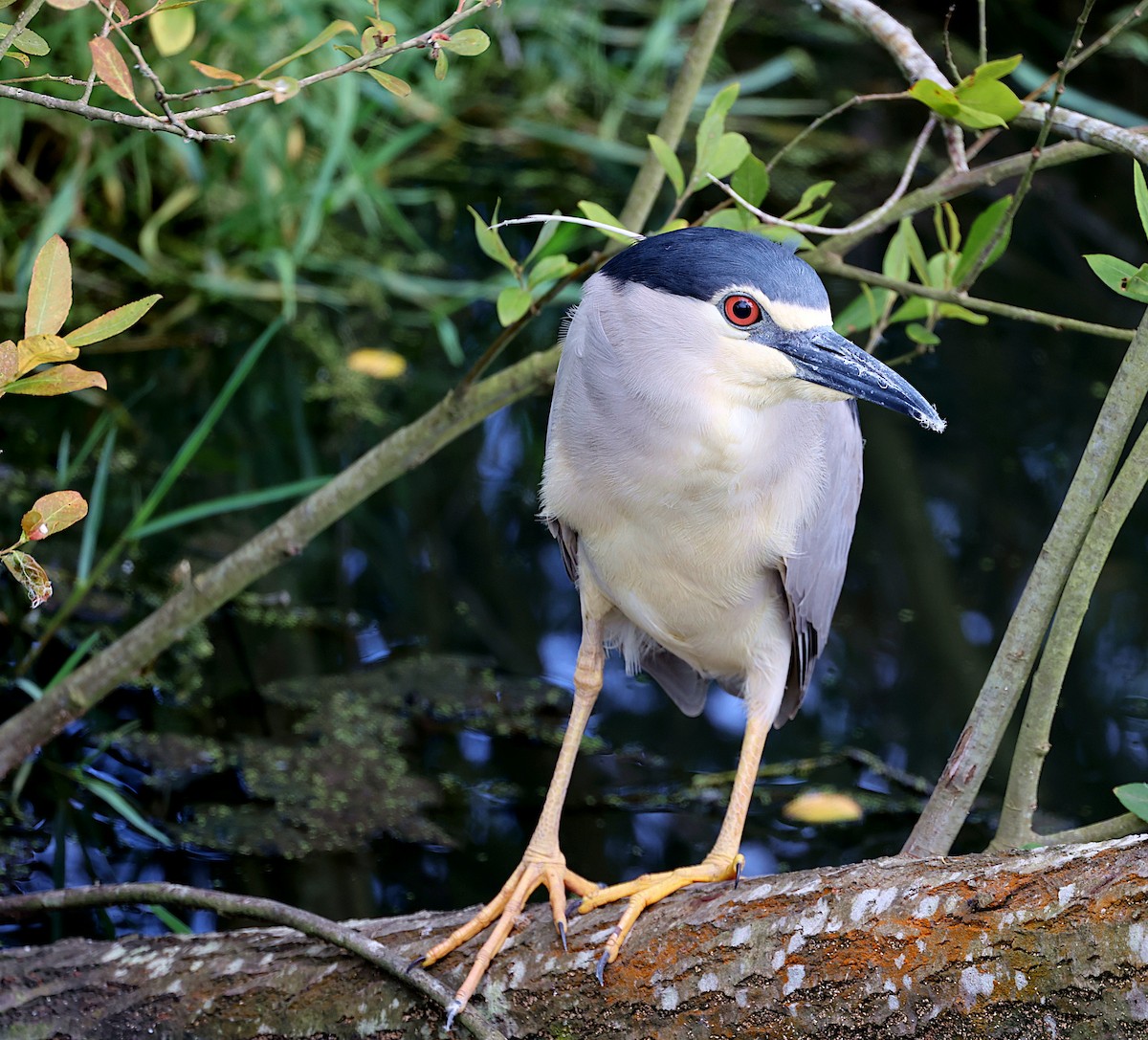 Black-crowned Night Heron - ML620498349