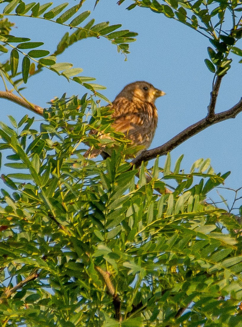 Corn Bunting - ML620498352