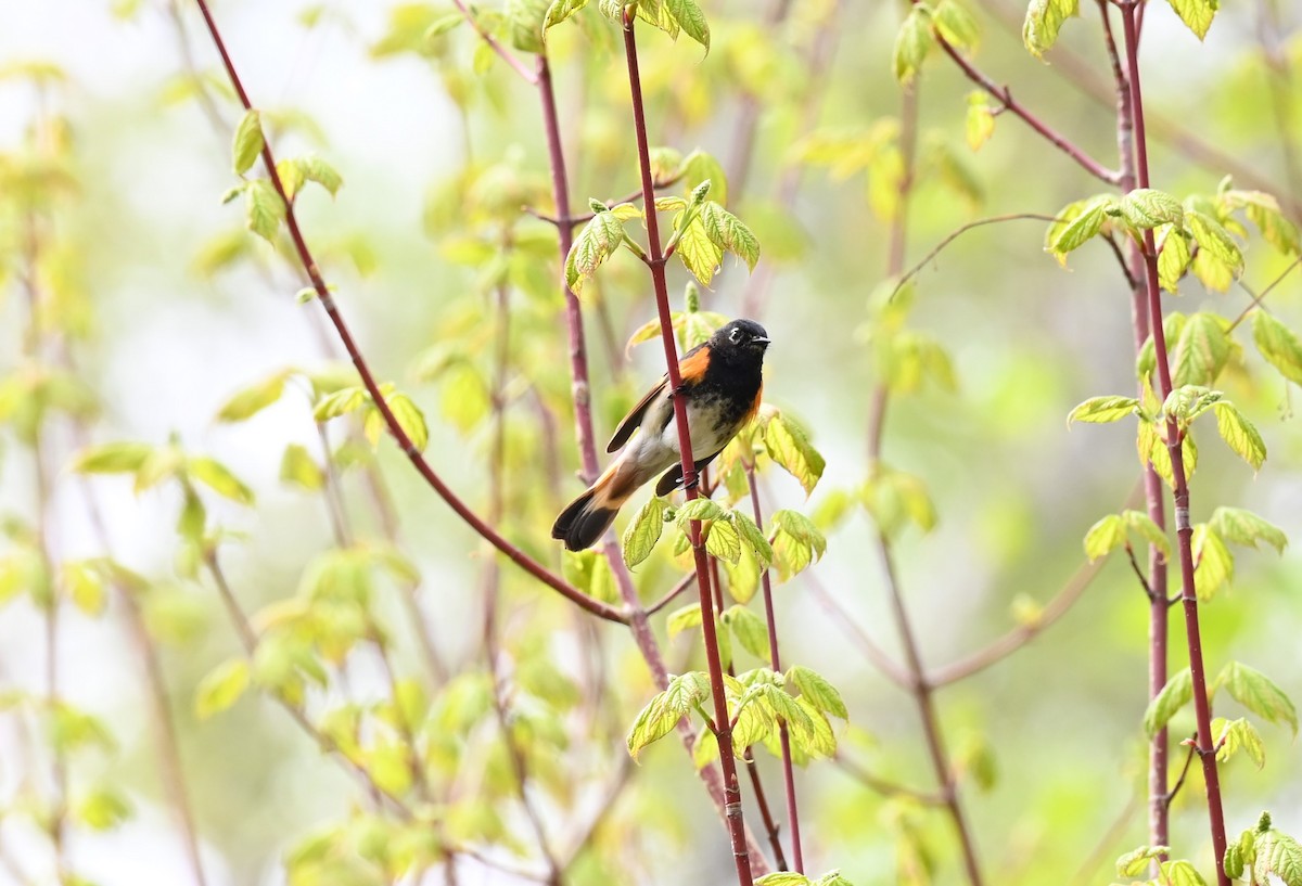 American Redstart - ML620498356