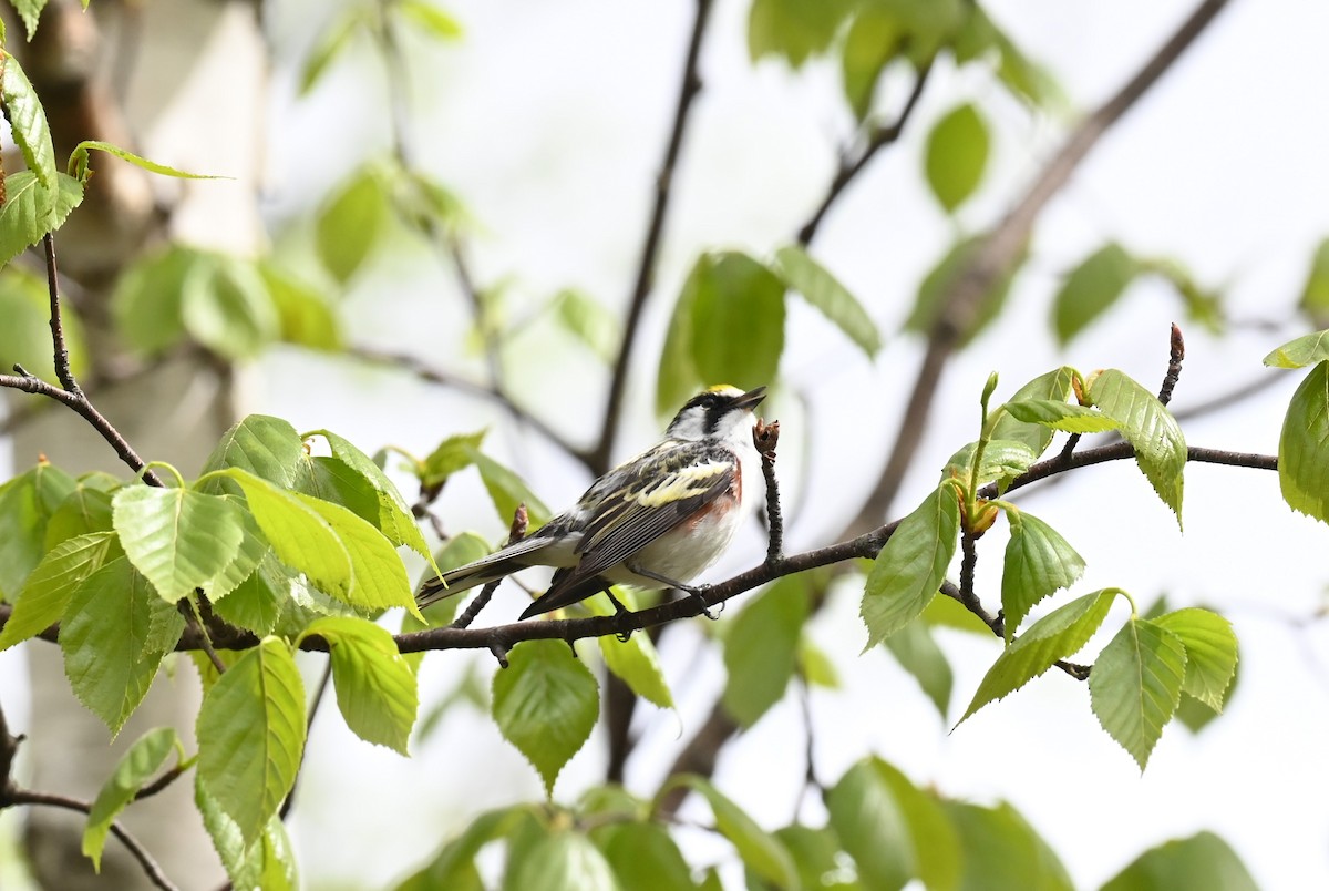 Chestnut-sided Warbler - ML620498363