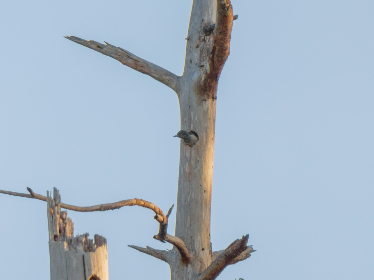 Red-headed Woodpecker - ML620498365