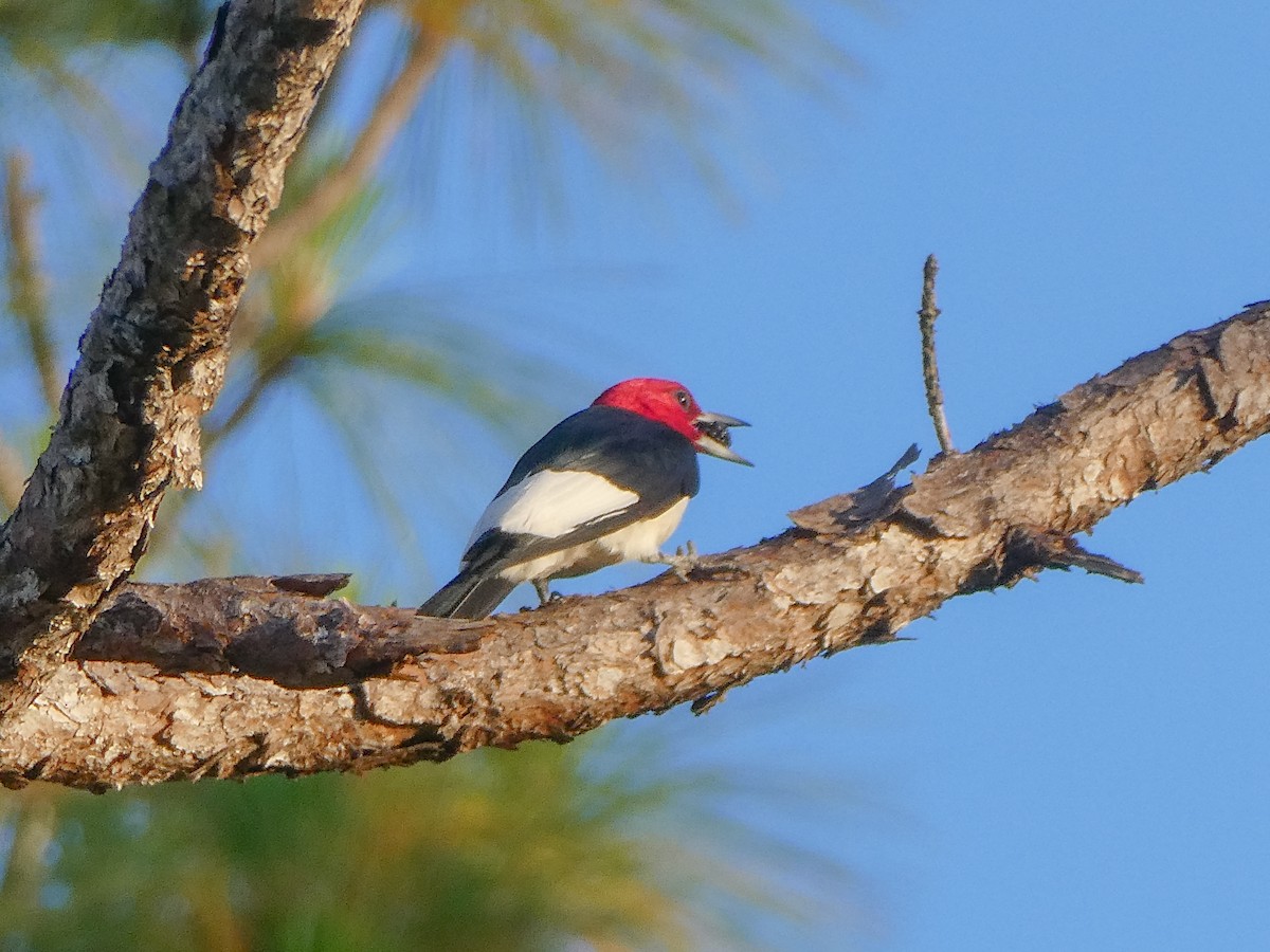 Red-headed Woodpecker - ML620498366