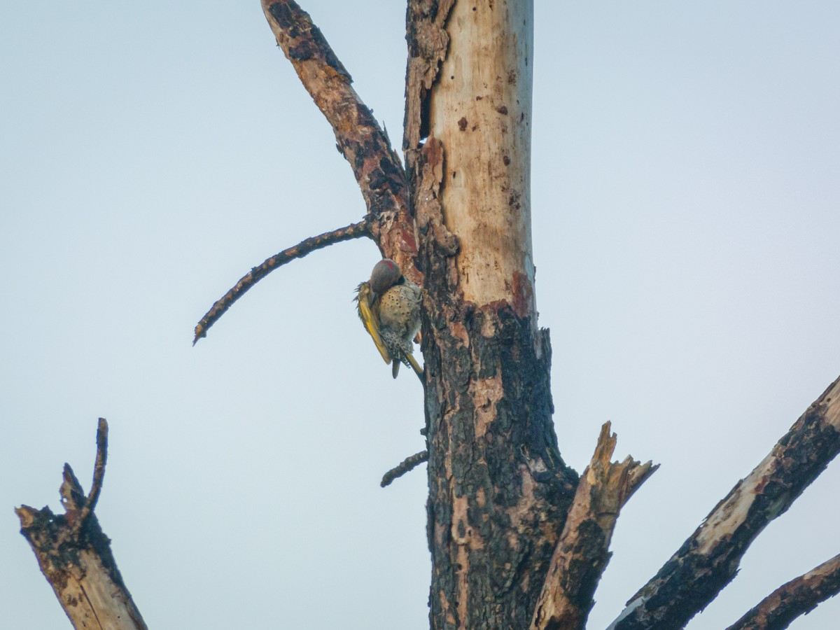 Northern Flicker - ML620498376