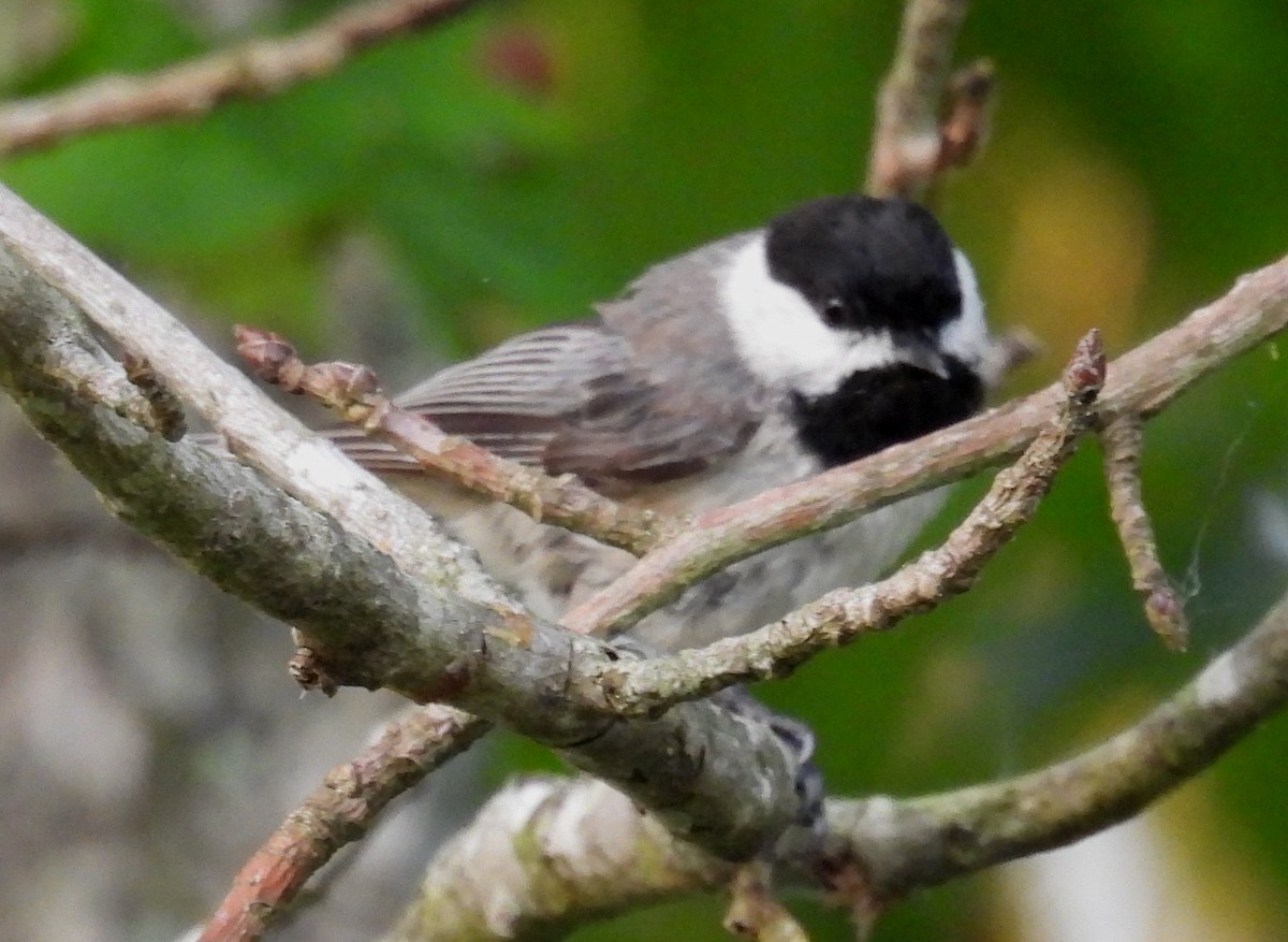 Carolina Chickadee - ML620498380