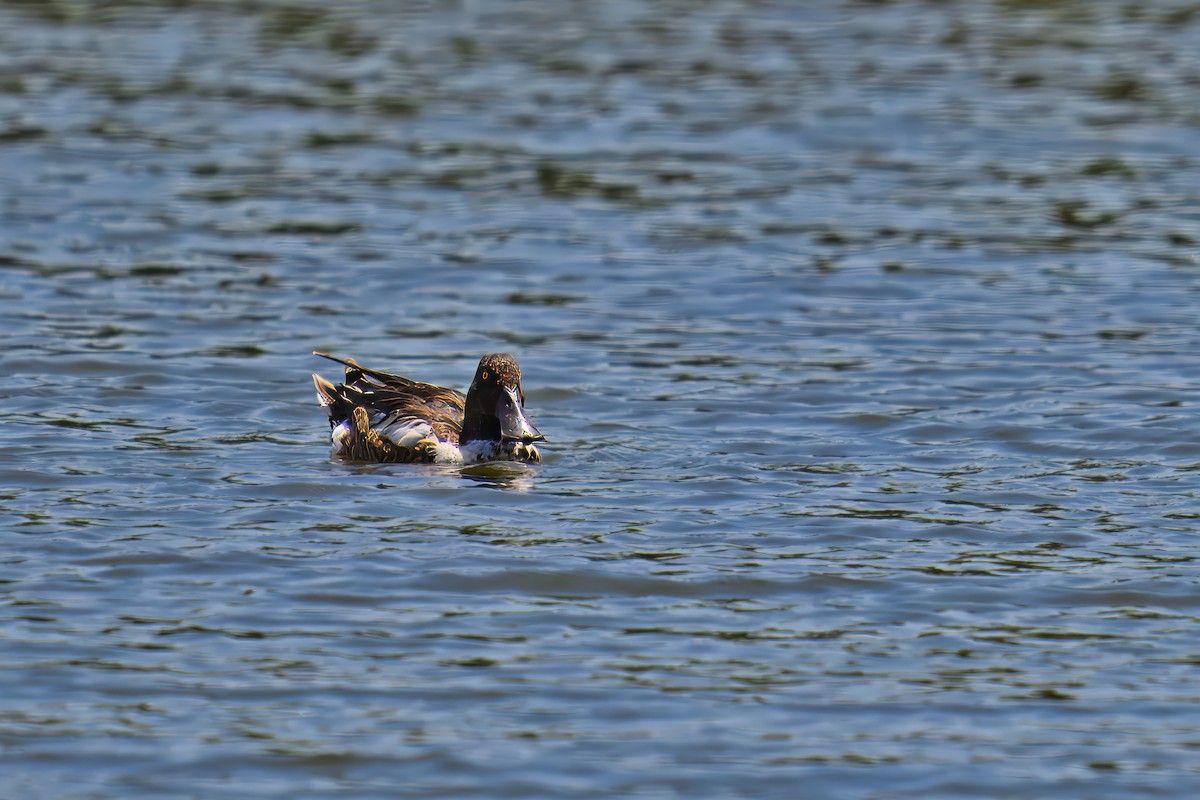 Northern Shoveler - ML620498384