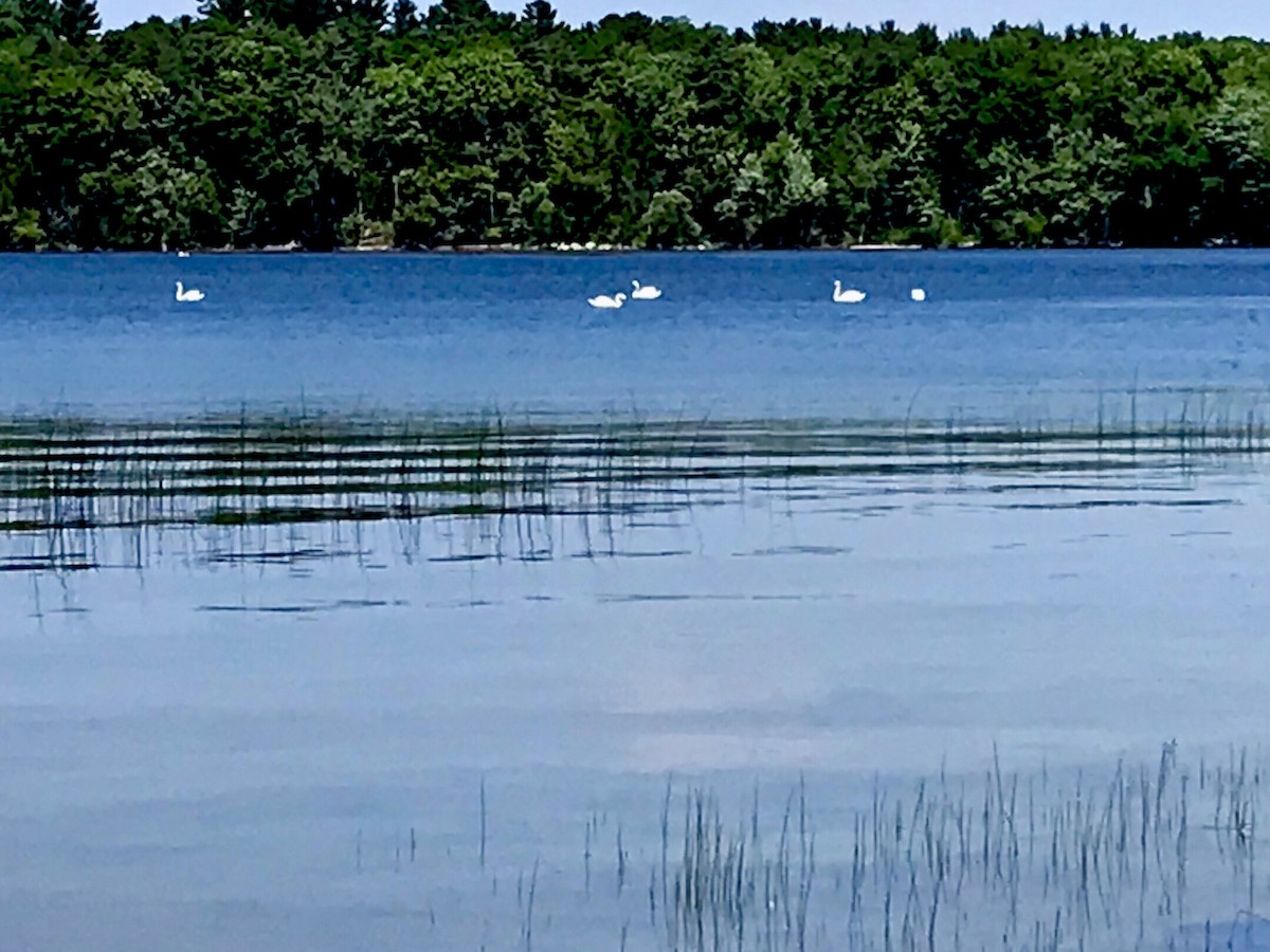 Mute Swan - ML620498394