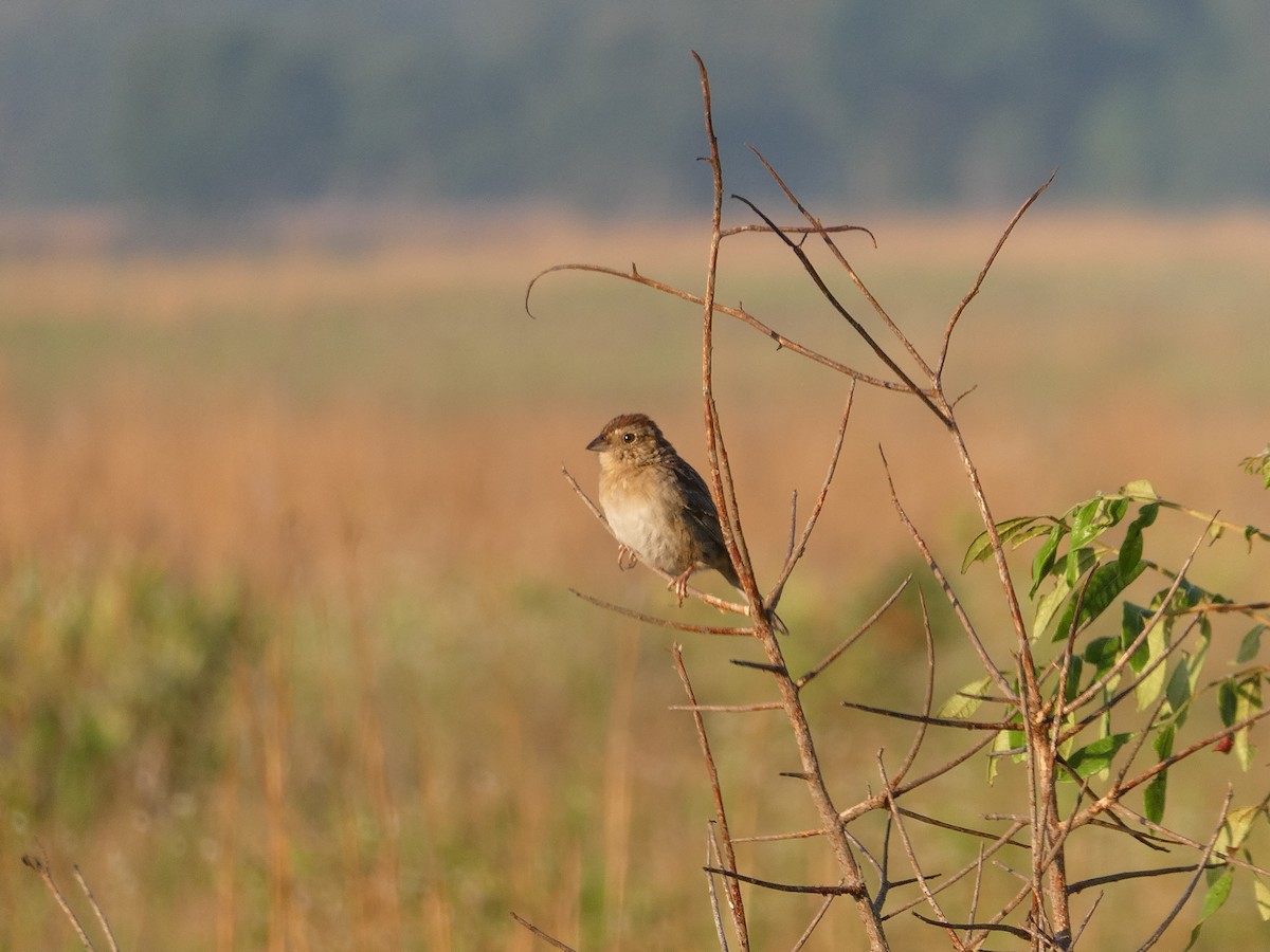 Bachman's Sparrow - ML620498410