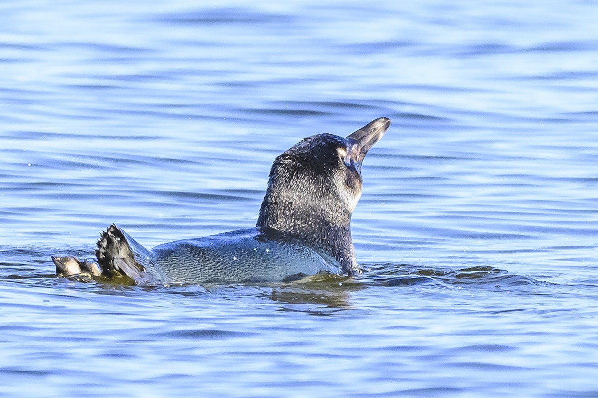 Magellanic Penguin - ML620498412