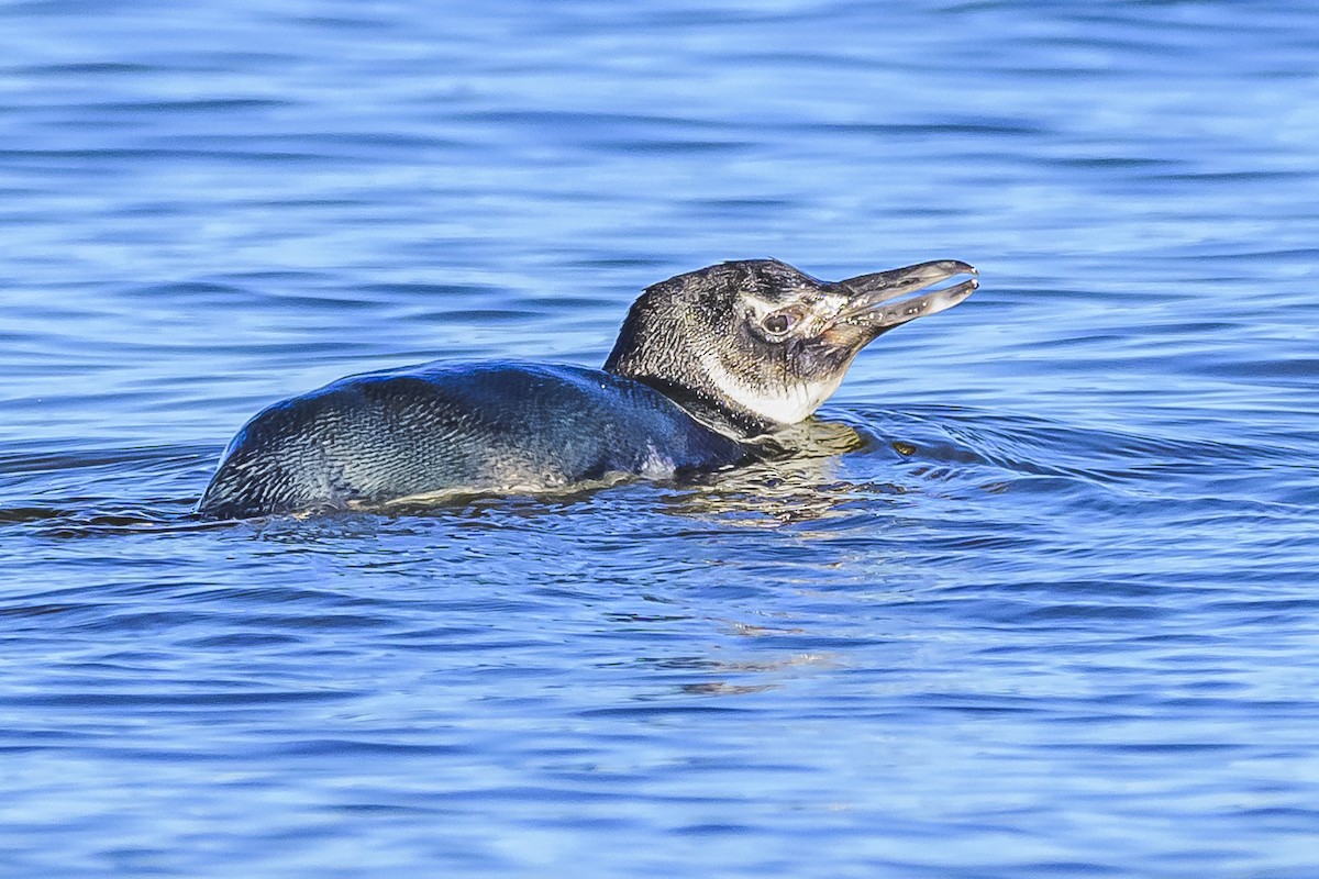 Magellanic Penguin - ML620498414