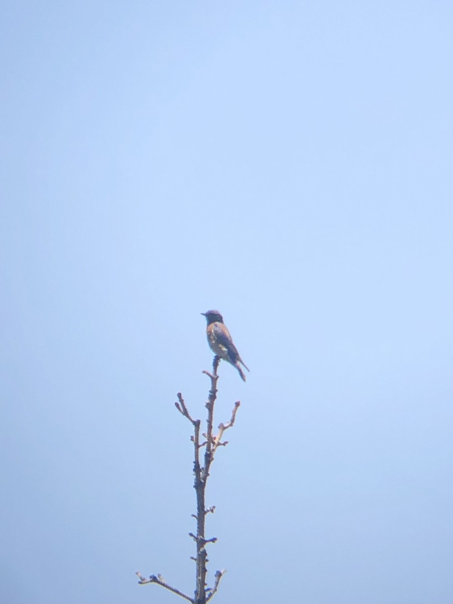 Western Bluebird - Calliope Ketola