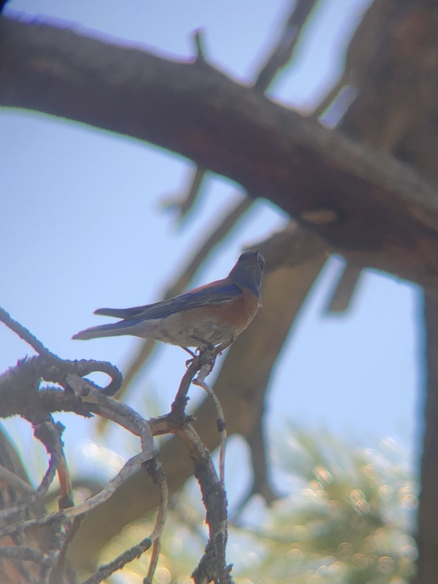 Western Bluebird - ML620498420