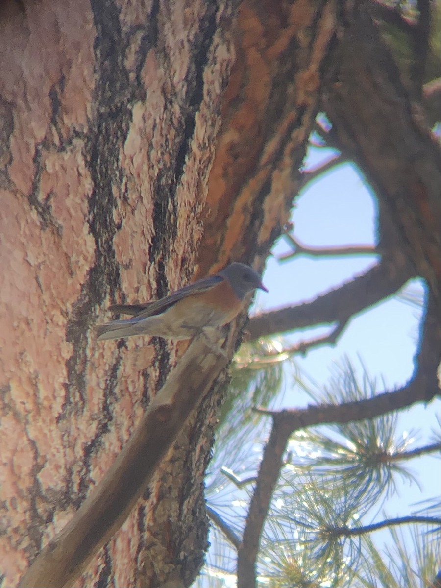 Western Bluebird - ML620498421