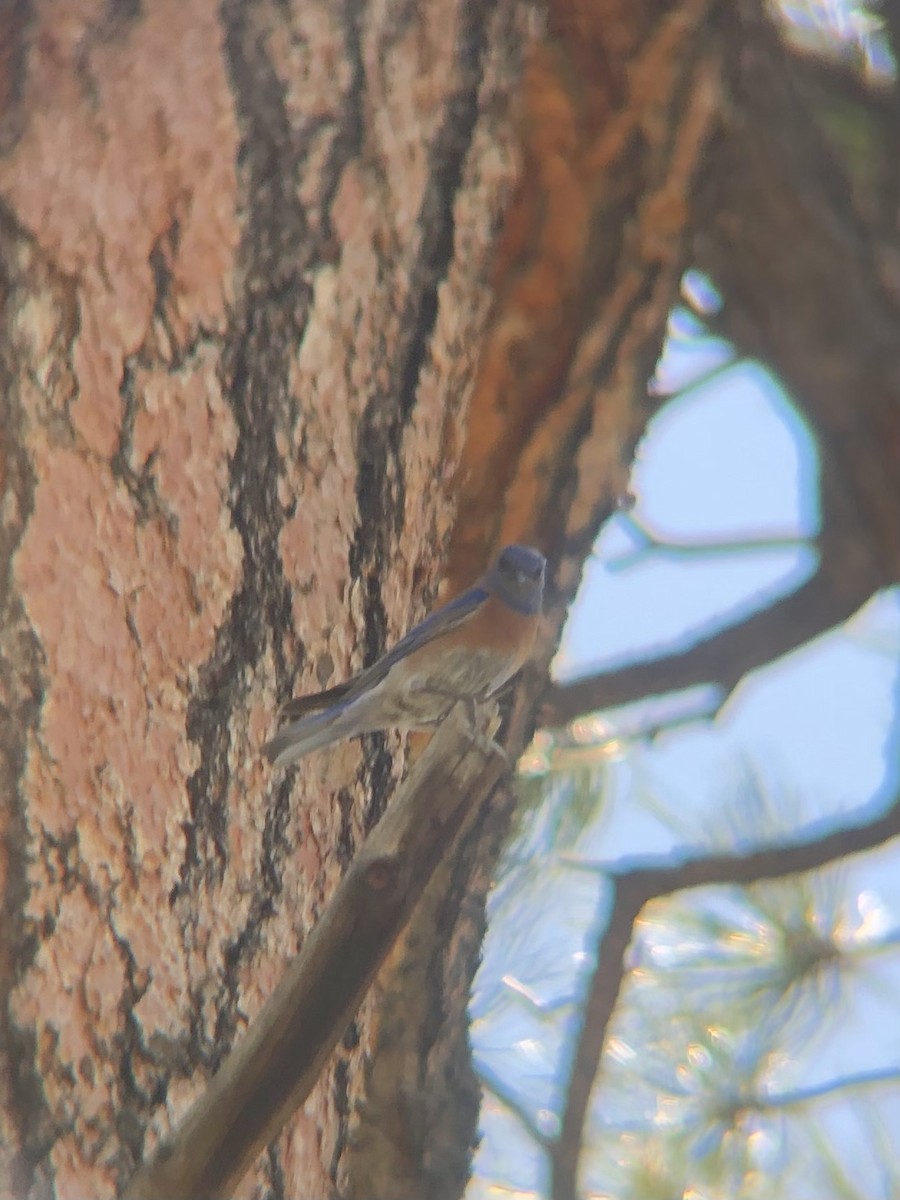 Western Bluebird - ML620498423