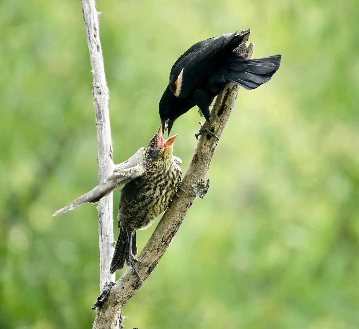 Red-winged Blackbird - ML620498431