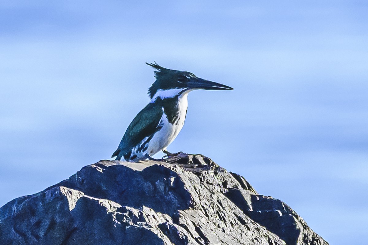 Amazon Kingfisher - ML620498434