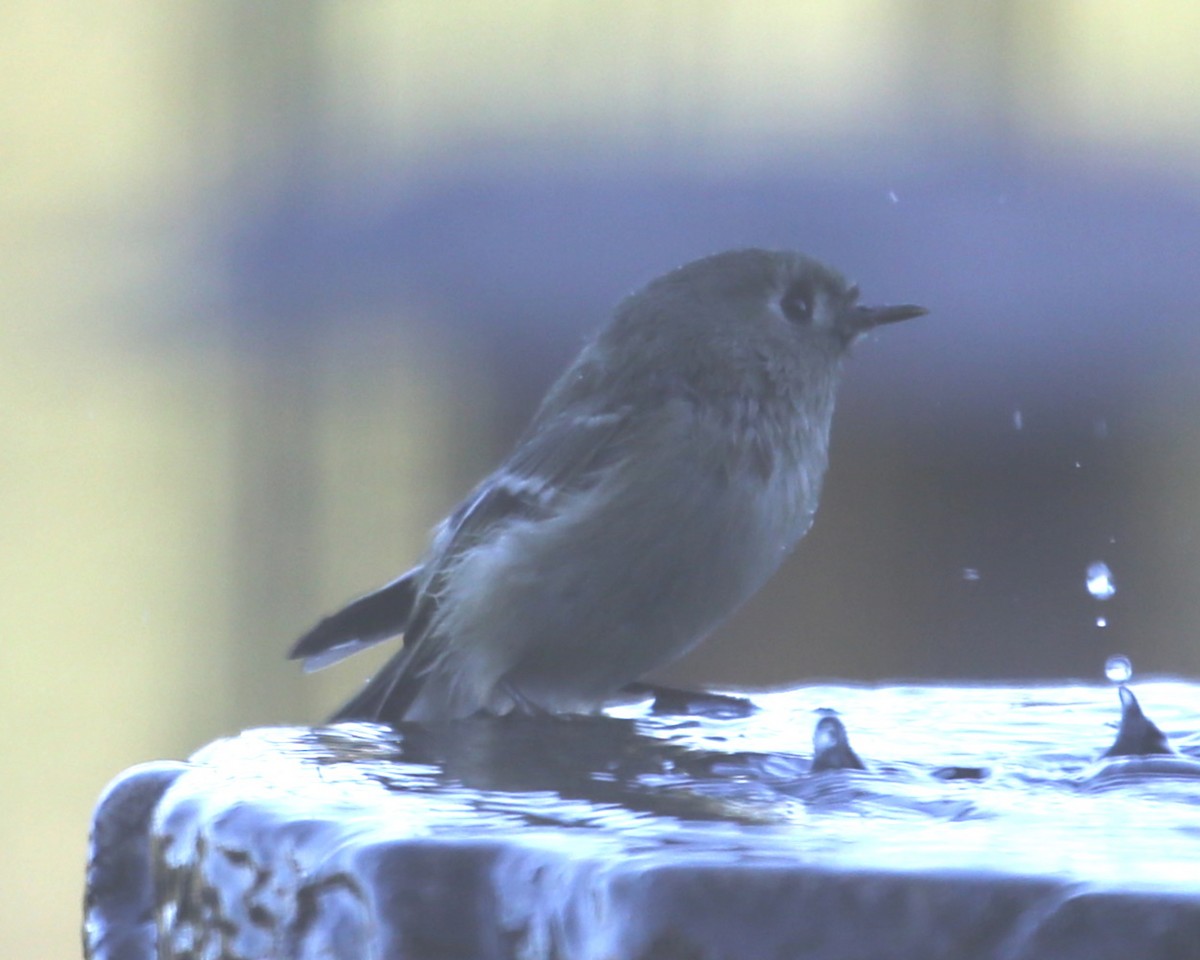 Ruby-crowned Kinglet - ML620498439