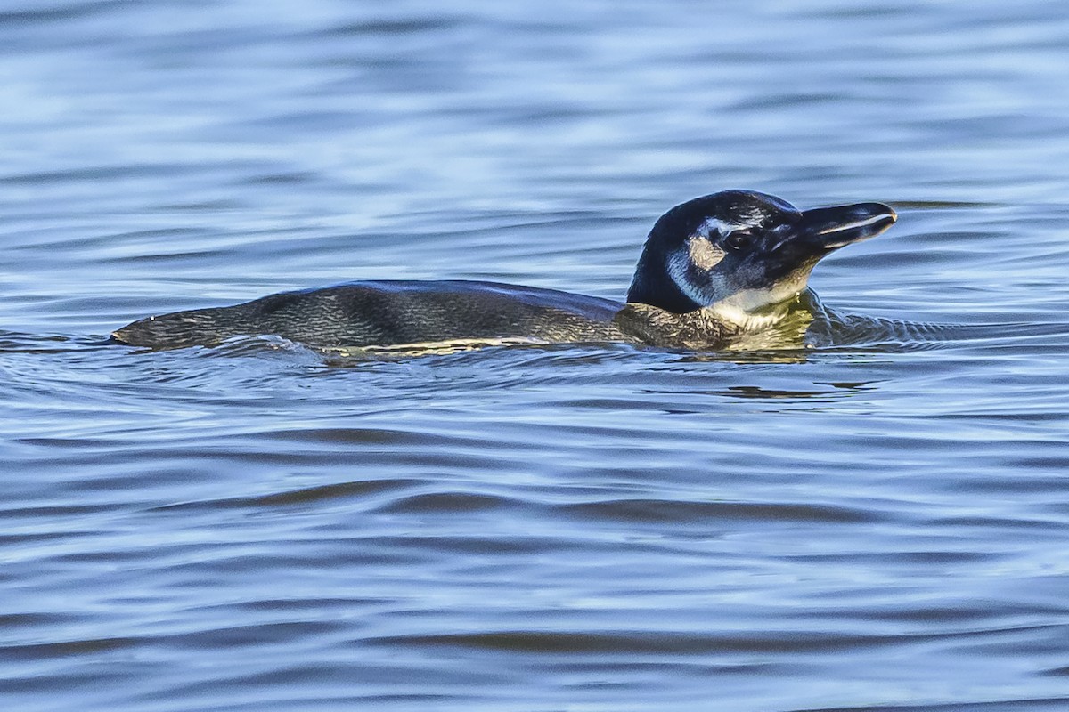 Magellanic Penguin - ML620498441