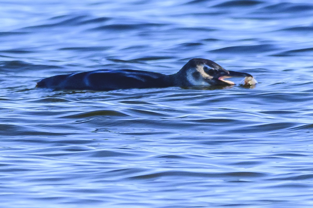 Magellanic Penguin - ML620498442