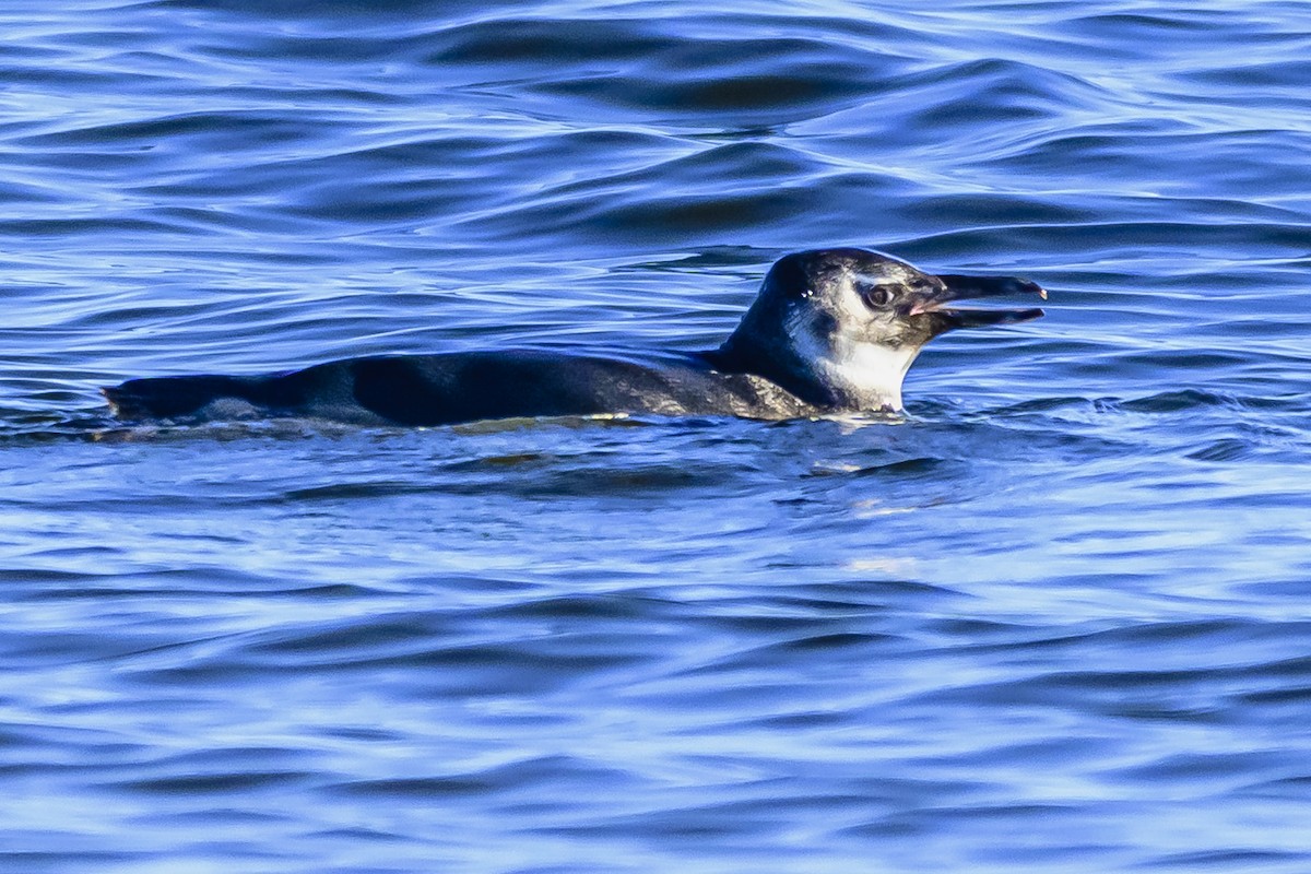 Magellanic Penguin - ML620498445