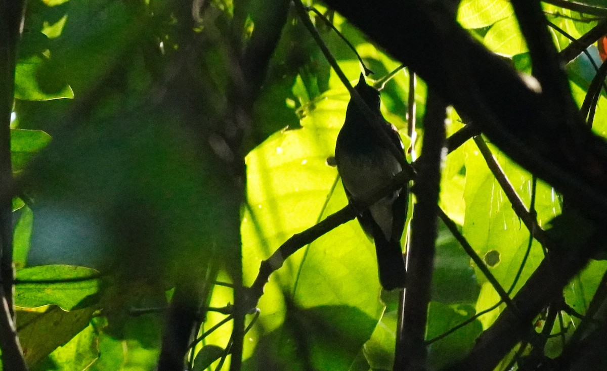 White-bellied Blue Flycatcher - ML620498447